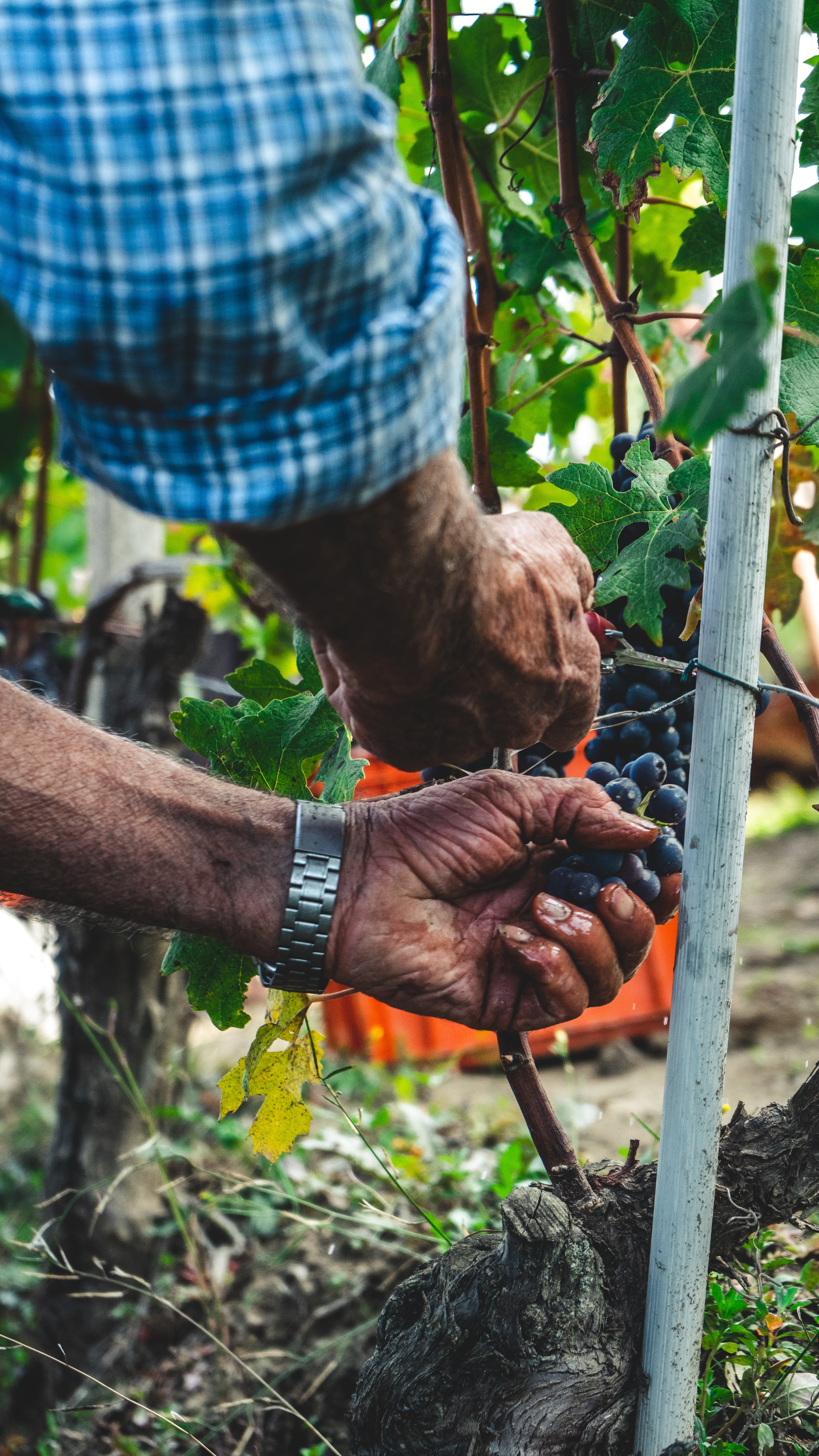 Langhe-Roero e Monferrato, quando un luogo diventa un posto