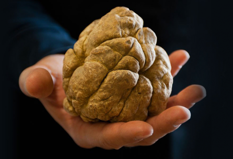 Time is up: la Fiera del Tartufo di Alba all’insegna del climate change