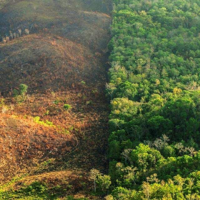 Le piante nell’era dei cambiamenti climatici
