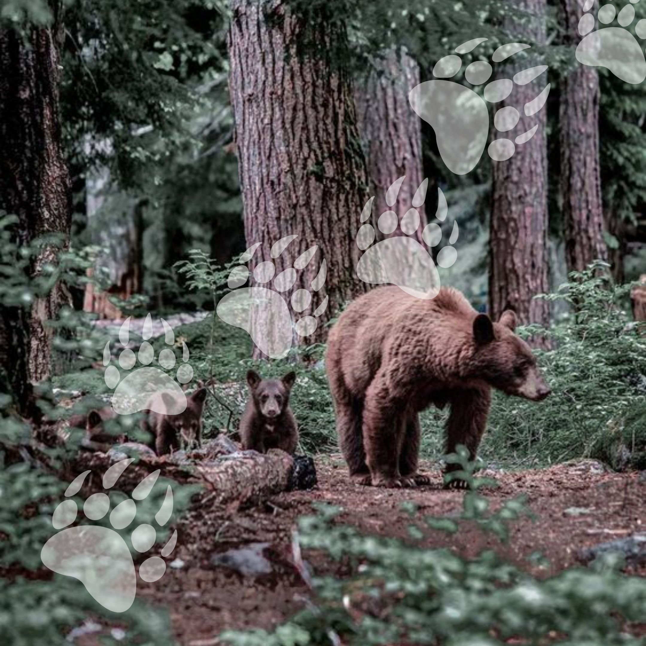 La presenza dell’orso in Italia: un problema di convivenza