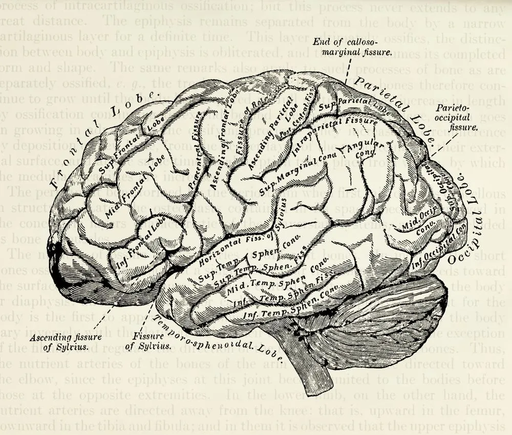 Da “cura” a condanna: la terribile storia della lobotomia