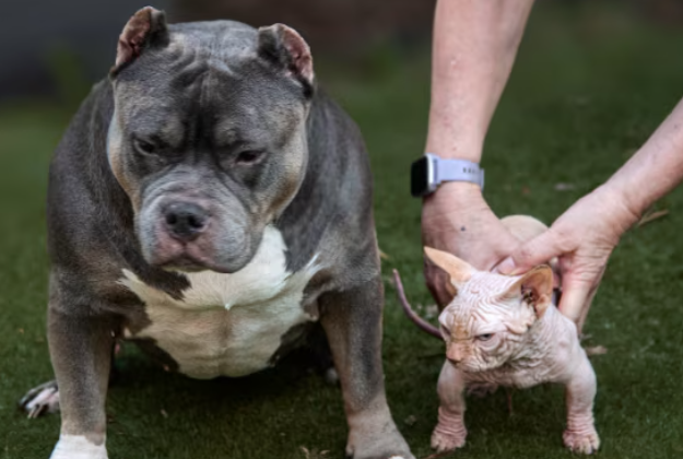 Animali su misura: quando la selezione diventa selettiva