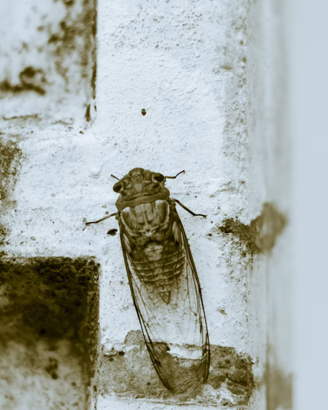 Cicada 3301: la caccia al tesoro più estrema (e oscura) del web
